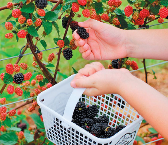raspberry, black berries