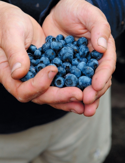 blueberries, handful blueberries