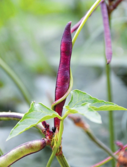 purple hull peas