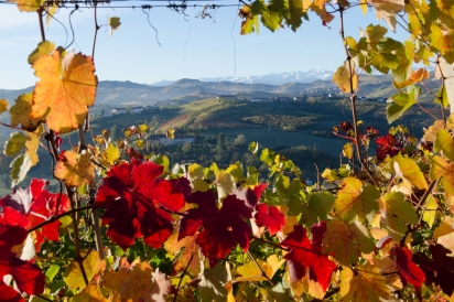 fall colors on grape vines