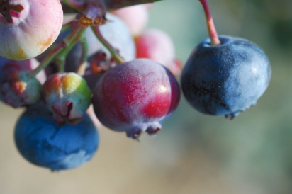 blueberry, blueberries