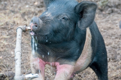 piglet drinking from a fountain