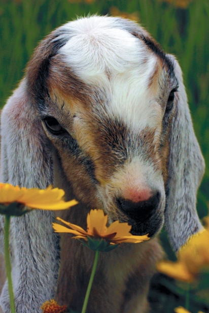 Baby Goat in the flowers