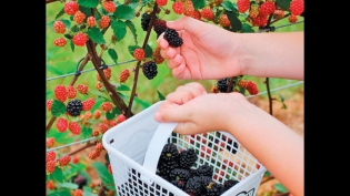 raspberry, black berries
