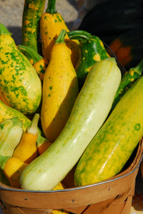yellow squash