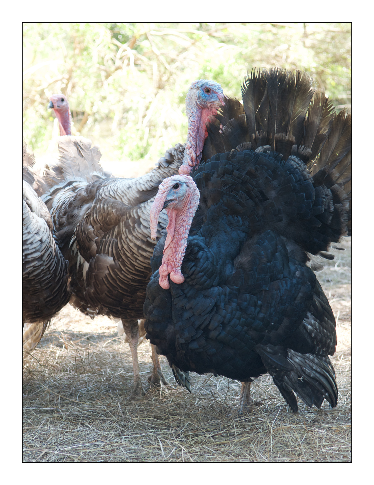 turkeys2.jpg