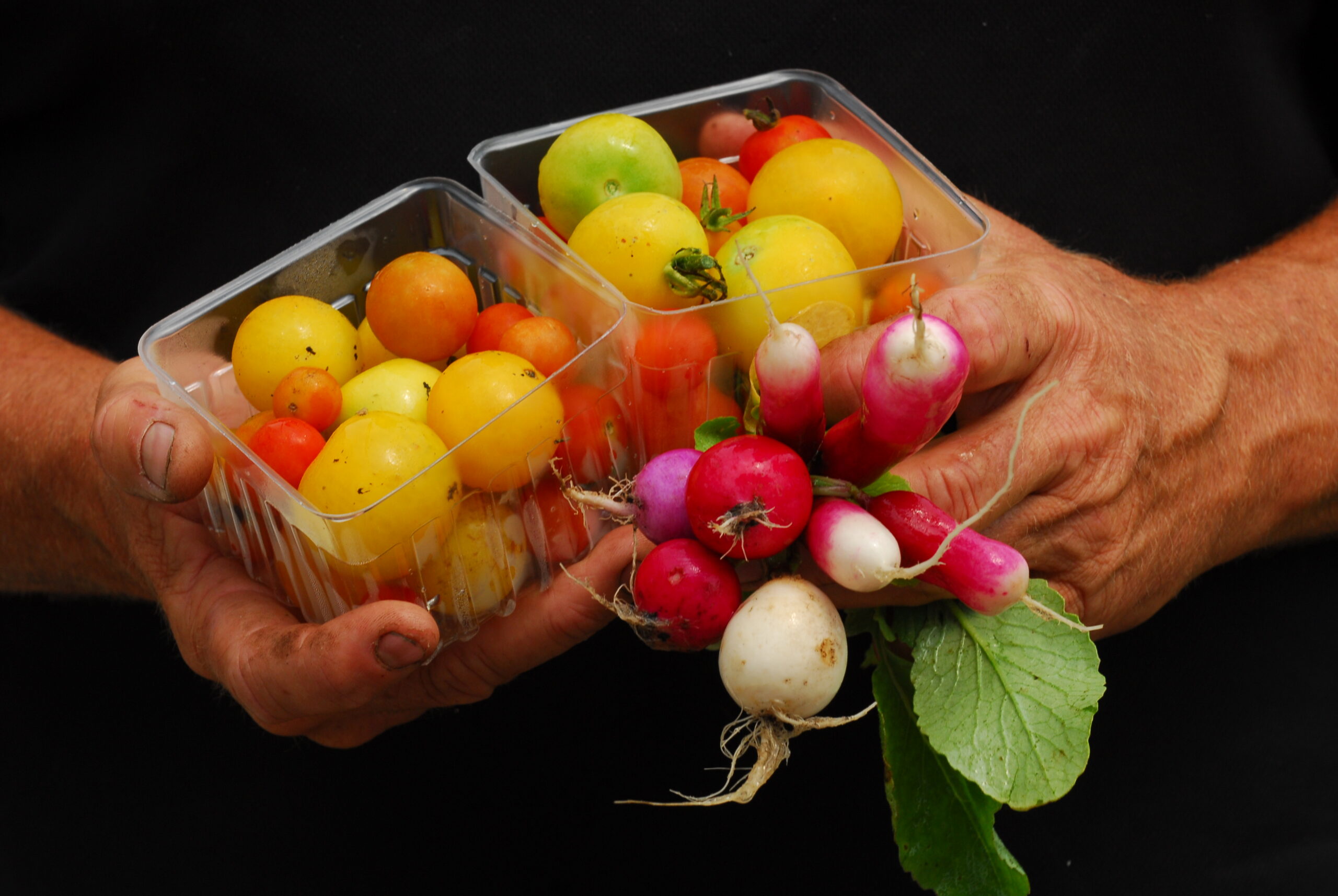 tomatoes hands.jpg