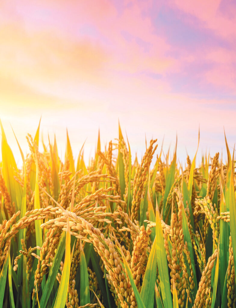 Rice Farming In Texas - Harvest Grain Mills Grows Organic Heirloom ...